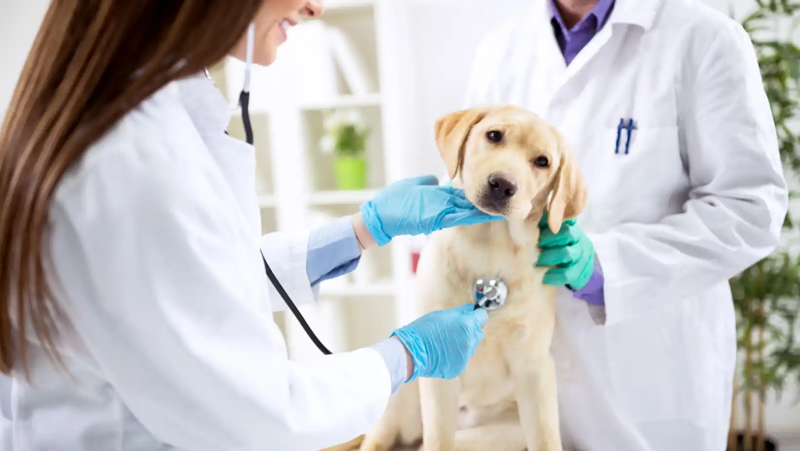 Qualifications 71 ICTQual AB Level 3 Diploma in Veterinary Pharmacy (Dip Veterinary Pharmacy)