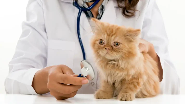 ICTQual AB Level 6 Diploma in Veterinary Pharmacy (D Veterinary Pharmacy)