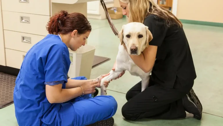 ICTQual AB Level 7 Postgraduate Diploma in Veterinary Pharmacy (PgD Veterinary Pharmacy)