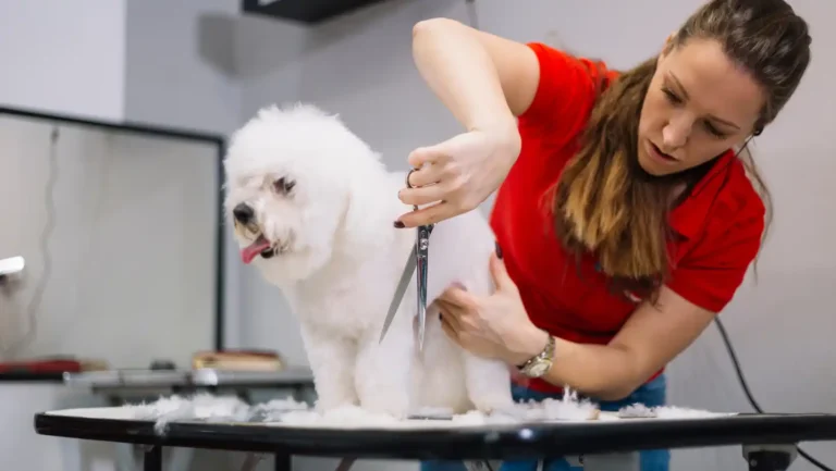 ICTQual Level 2 Certificate for Dog Grooming Assistants