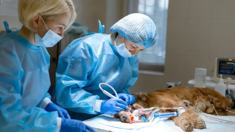 ICTQual Level 2 Certificate in Assisting Veterinary Surgeons in Monitoring Anaesthetised and Sedated Companion Animals