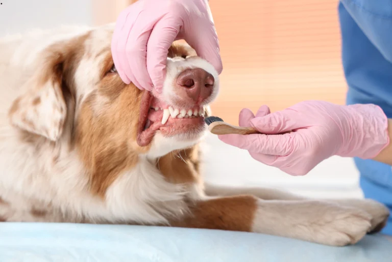 ICTQual Level 3 Award in Preventative Canine Dental Care and Oral Hygiene 