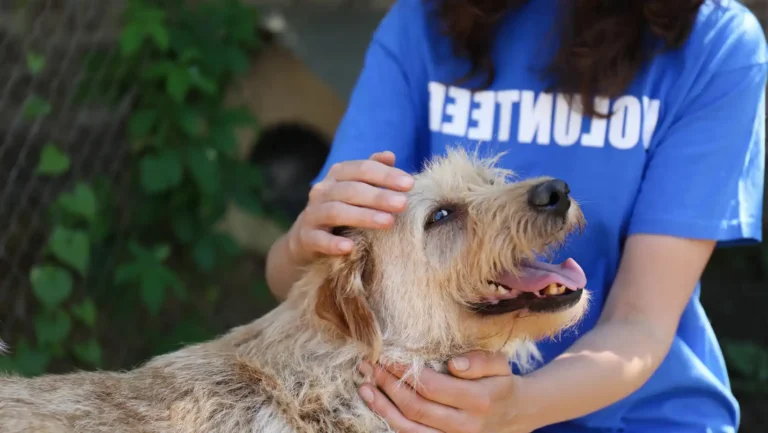 ICTQual Level 3 Certificate in Licensing of Animal Activities