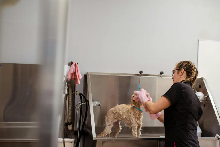 ICTQual Level 3 Diploma in Dog Grooming 
