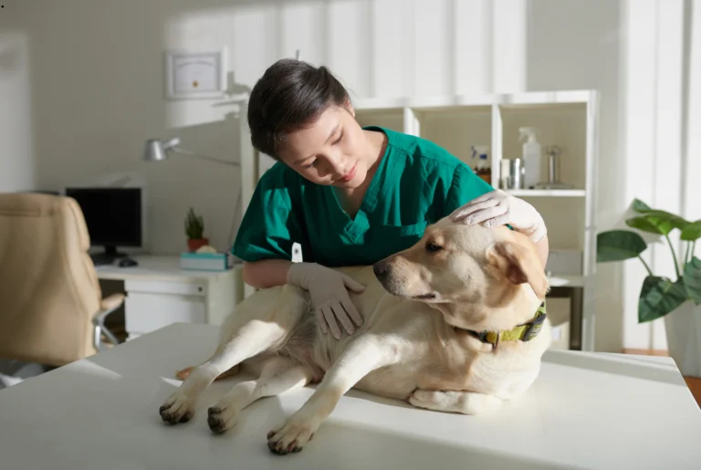 ICTQual Level 5 Advanced Diploma in Veterinary Nursing (Practice Nurse)
