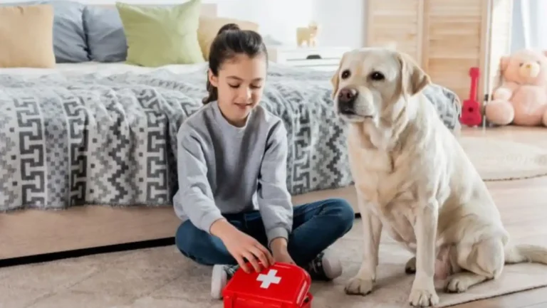 ICTQual Level 5 Award in Principles of First Aid for Cats and Dogs