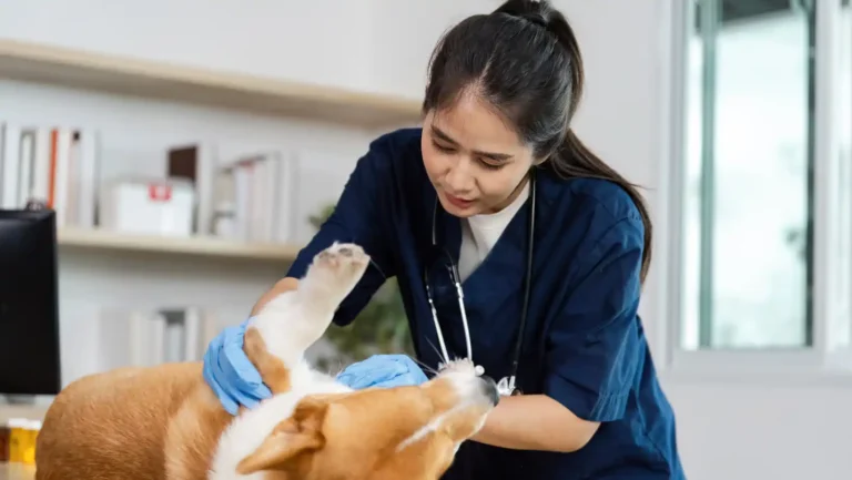 ICTQual Level 5 Certificate in Veterinary Care Support