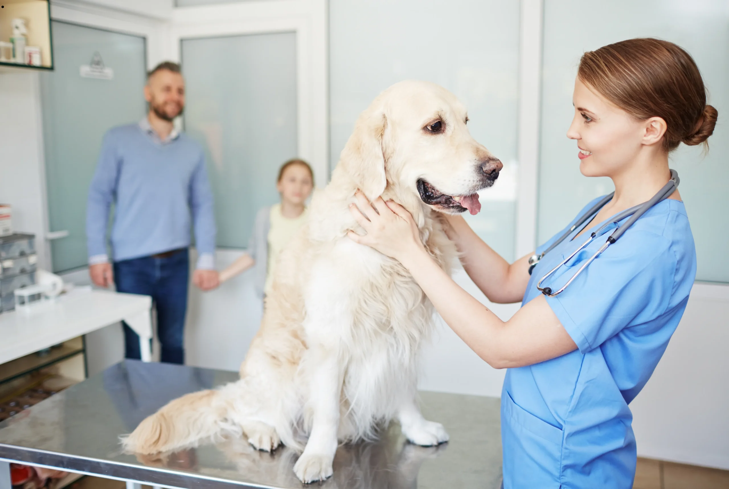 ICTQual Level 7 Diploma in Veterinary Nursing (Companion Animal)