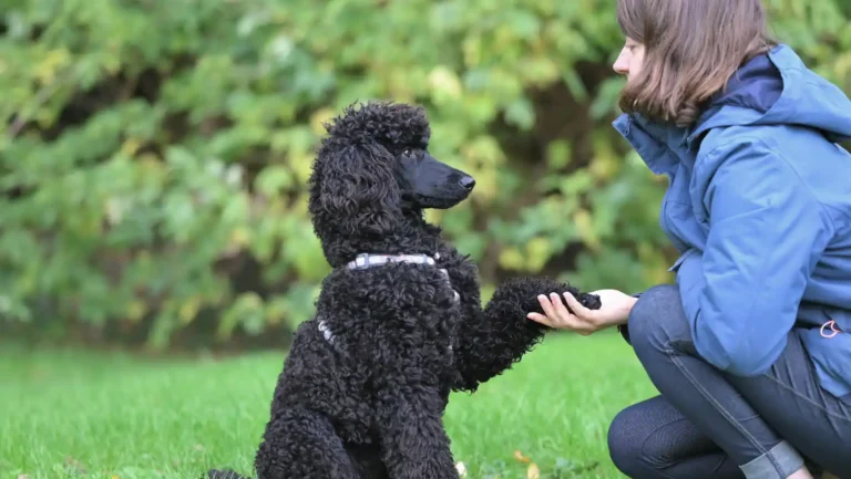 ICTQual Level 1 Award in Animal Behavior and Adaptations