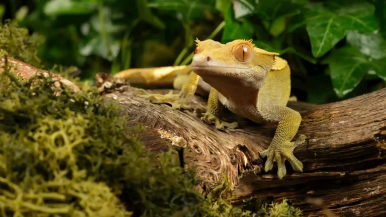 ICTQual Level 1 Award in Herpetology and Herpetological Survey Techniques