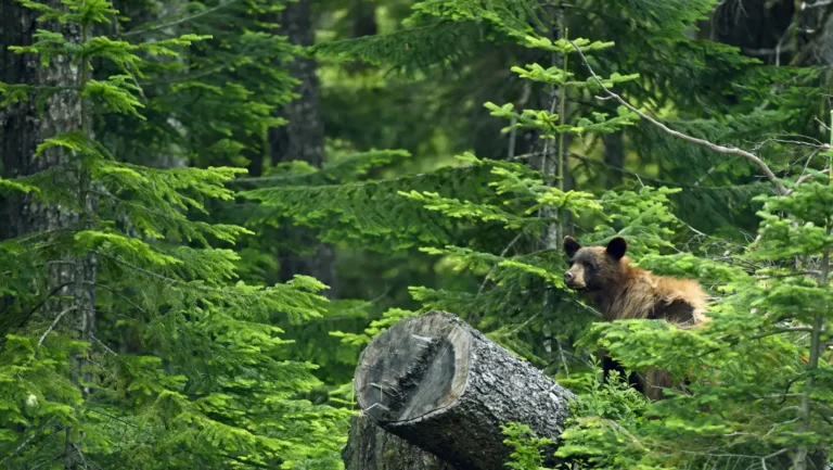 ICTQual Level 1 Award in Wildlife Damage Control