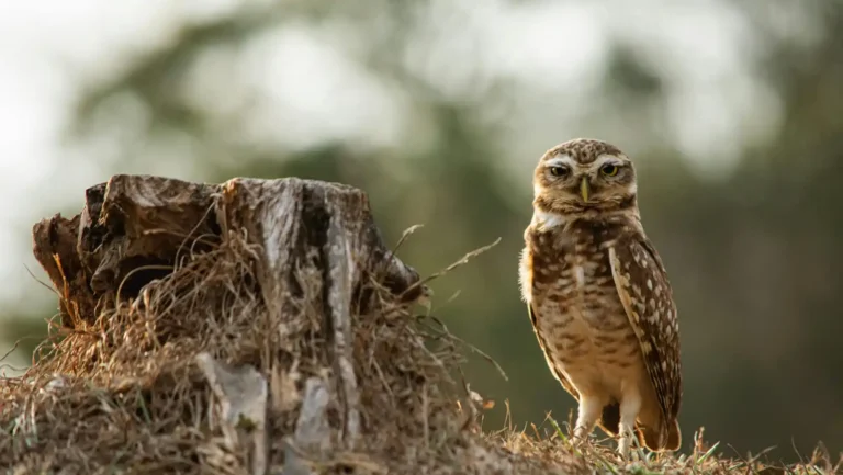 ICTQual Level 1 Award in Wildlife Habitat Analysis