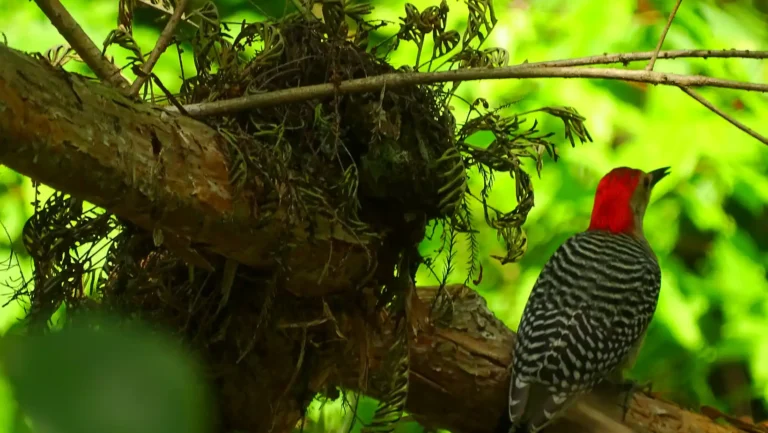 ICTQual Level 1 Award in Wildlife Photography Field Techniques