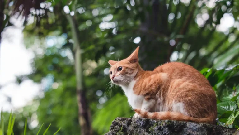 ICTQual Level 2 Award in Animal Behavior and Adaptations