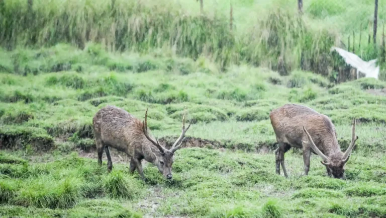 ICTQual Level 2 Award in Captive / Conservation Breeding Techniques