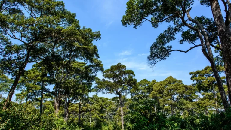 ICTQual Level 2 Award in Wildlife Damage Control