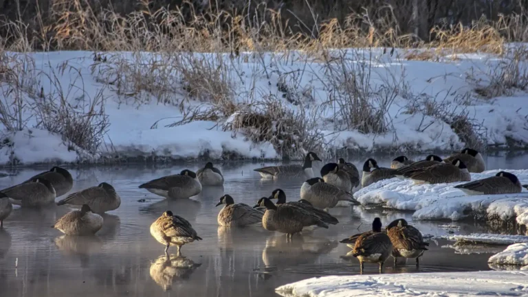 ICTQual Level 2 Award in Wildlife Population Assessment Techniques