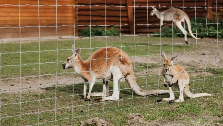 ICTQual Level 2 Award in Zoo Management and Animal Keeping