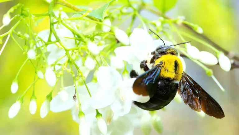 ICTQual Level 3 Award in Animal Behavior and Adaptations