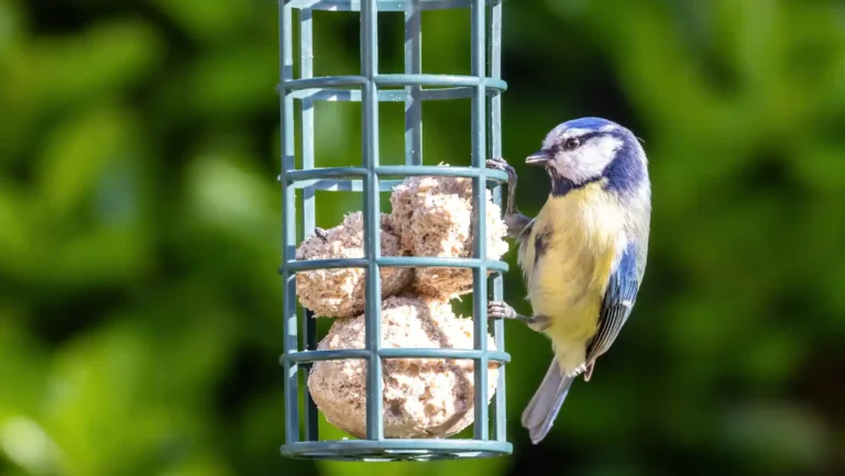 ICTQual Level 3 Award in Bird Watching Techniques