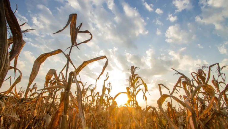 ICTQual Level 3 Award in Climate Change and Adaptations