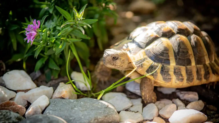 ICTQual Level 3 Award in Herpetology and Herpetological Survey Techniques