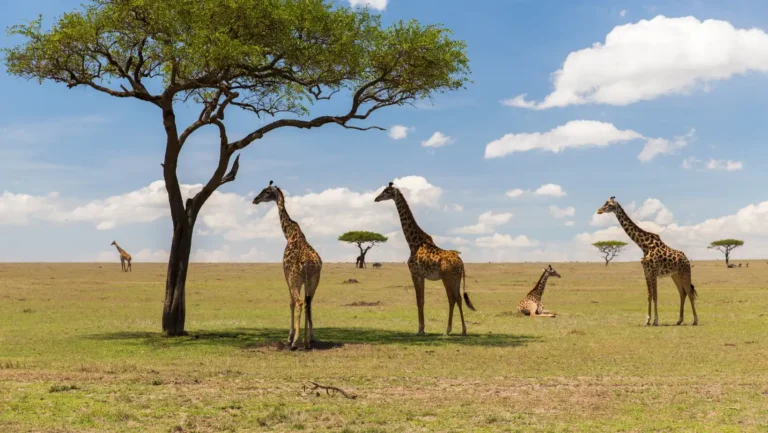 ICTQual Level 3 Award in Mammalogy and Large Mammals Study Techniques