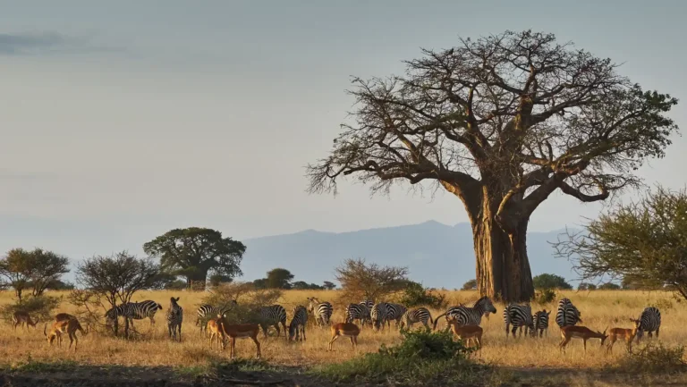 ICTQual Level 3 Award in Principles of Animal Taxonomy