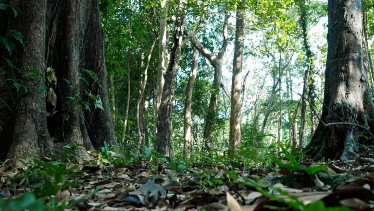 ICTQual Level 3 Award in Principles of Wildlife Management