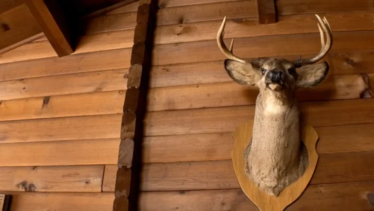 ICTQual Level 3 Award in Taxidermy and Animal Preservation Techniques