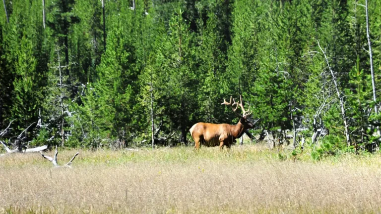 ICTQual Level 3 Award in Wildlife Habitat Analysis
