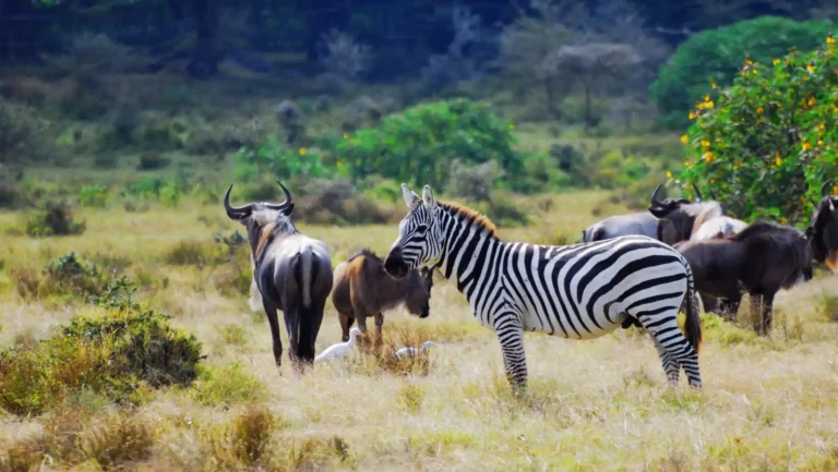 ICTQual Level 3 Award in Wildlife Population Assessment Techniques