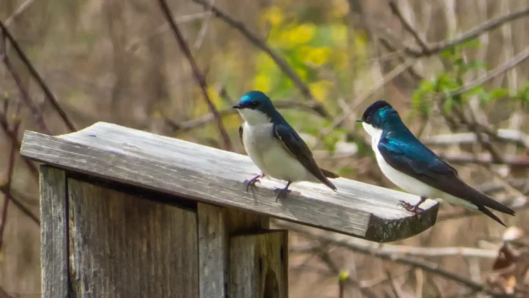 ICTQual Level 3 Certificate in Captive / Conservation Breeding Techniques