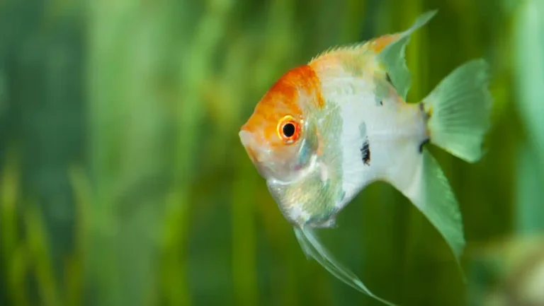 ICTQual Level 3 Certificate in Ichthyological Survey Techniques