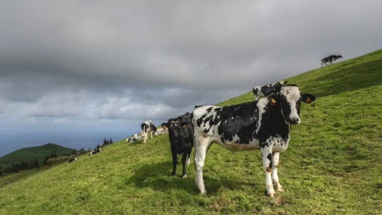 ICTQual Level 3 Certificate in Mammalogy and Large Mammals Study Techniques