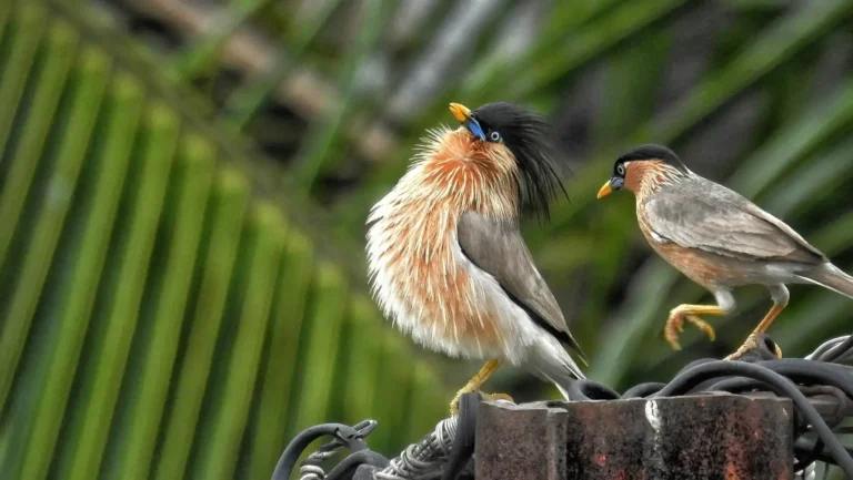 ICTQual Level 3 Certificate in Ornithology Survey Techniques