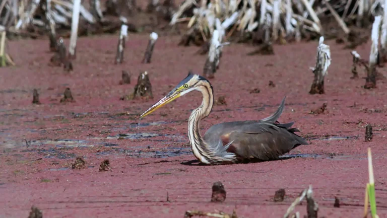 ICTQual Level 3 Certificate in Principles of Animal Taxonomy