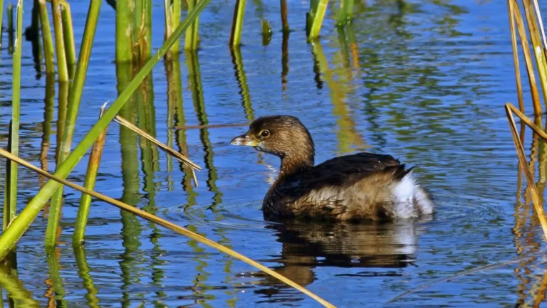 ICTQual Level 3 Certificate in Principles of Protected Areas Management