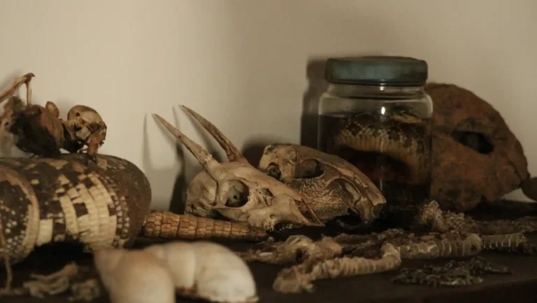 ICTQual Level 3 Certificate in Taxidermy and Animal Preservation Techniques