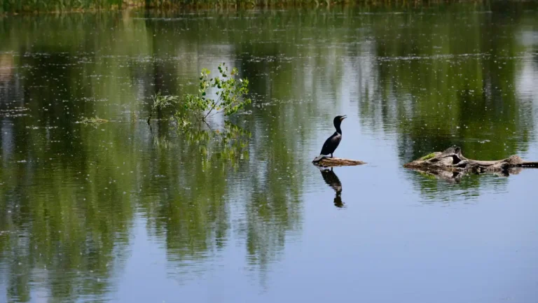 ICTQual Level 3 Certificate in Wildlife Habitat Analysis