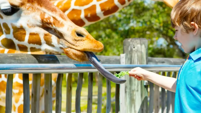 ICTQual Level 3 Certificate in Zoo Management and Animal Keeping