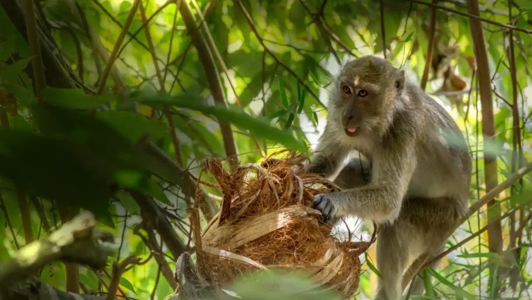 ICTQual Level 3 Diploma in Animal Behavior and Adaptations