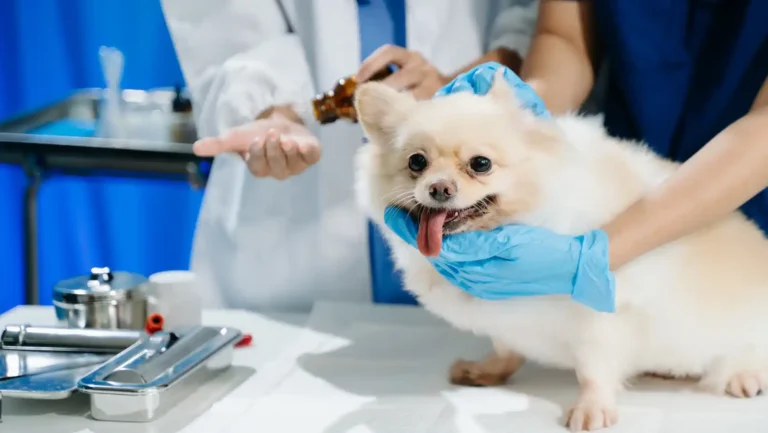 ICTQual Level 3 Diploma in Captive / Conservation Breeding Techniques