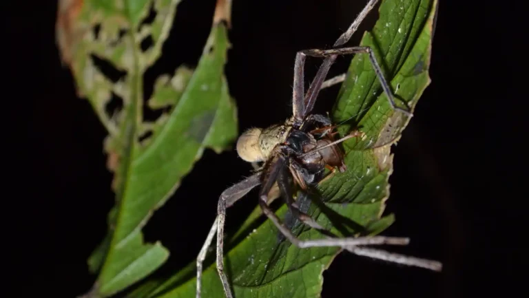 ICTQual Level 3 Diploma in Herpetology and Herpetological Survey Techniques