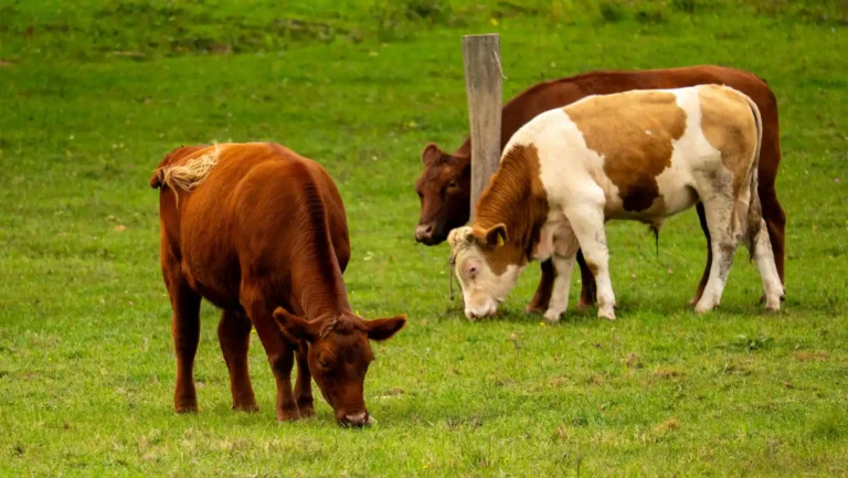 ICTQual Level 3 Diploma in Mammalogy and Large Mammals Study Techniques