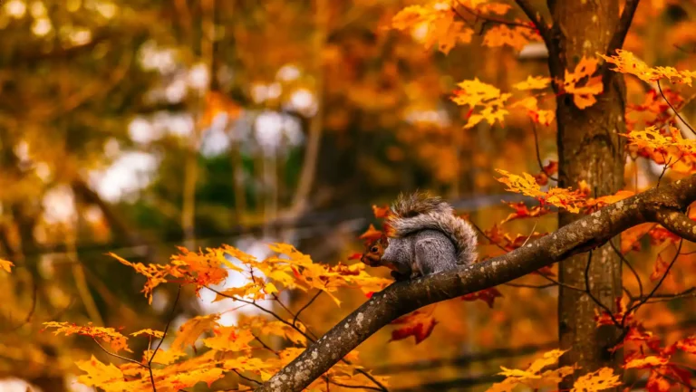 ICTQual Level 3 Diploma in Mammalogy and Small Mammals Study Techniques