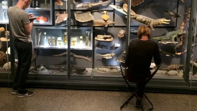 ICTQual Level 3 Diploma in Natural History Museum Development