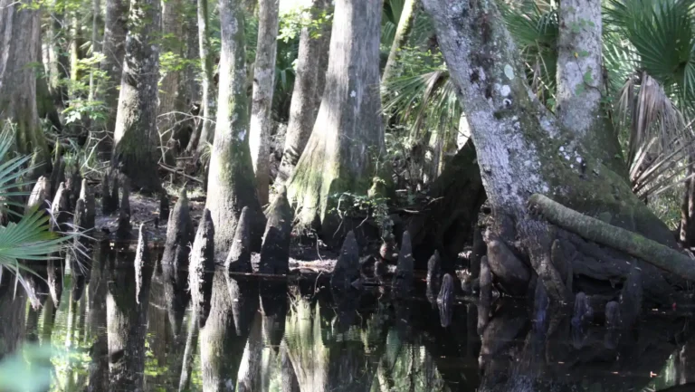 ICTQual Level 3 Diploma in Principles of Protected Areas Management