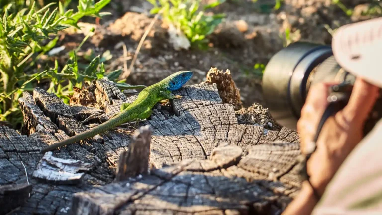 ICTQual Level 3 Diploma in Principles of Wildlife Management