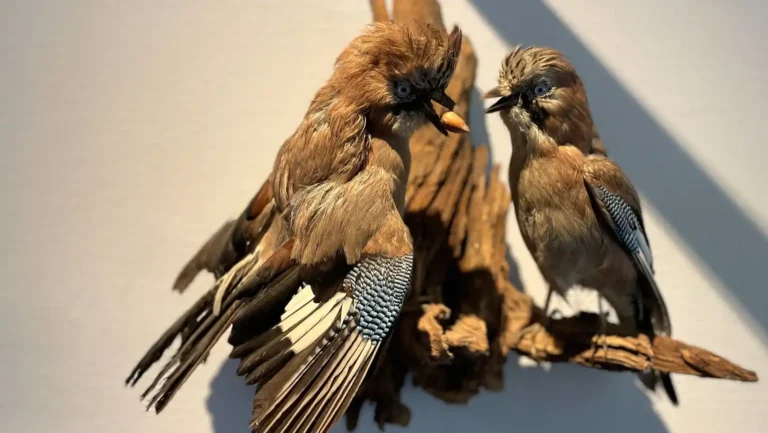 ICTQual Level 3 Diploma in Taxidermy and Animal Preservation Techniques